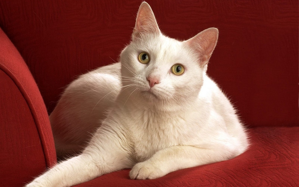 可爱猫咪宽屏壁纸精选